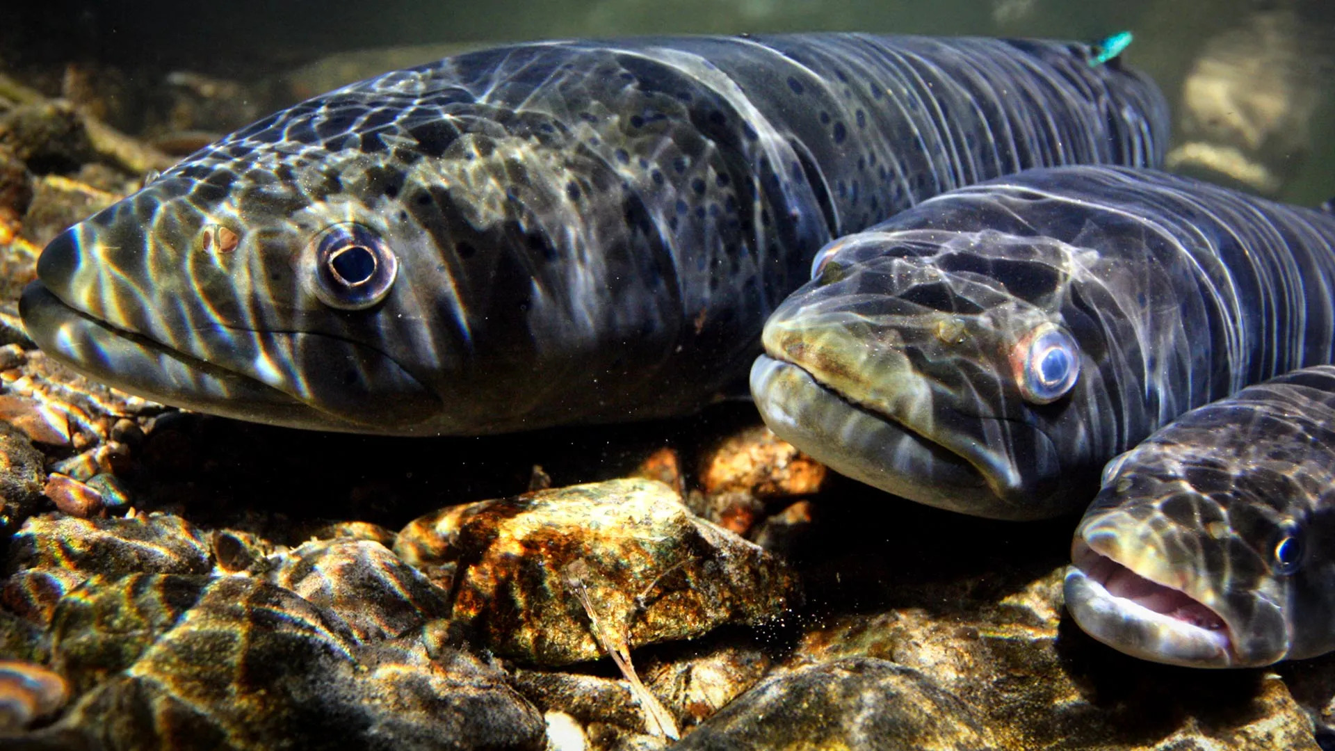 Freshwater fish populations plunge 81% as river migrations collapse