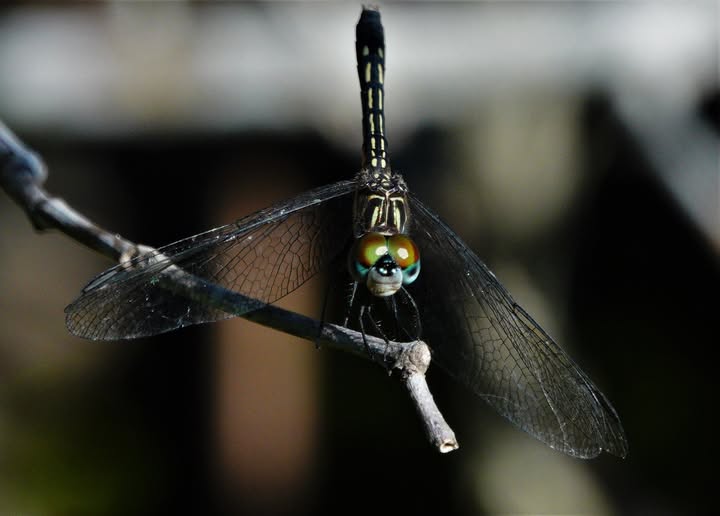 Dragonflies detect a color beyond human vision with potential to impact medicine