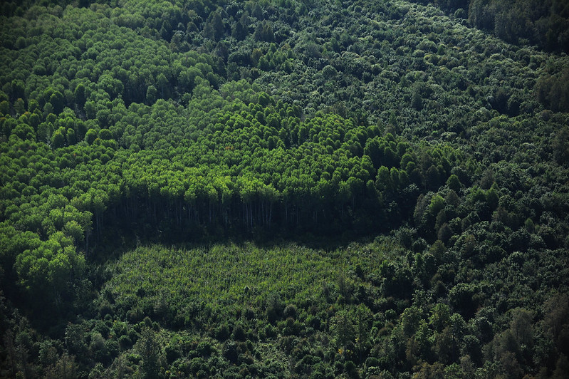 Progress not enough to meet Global Forest Goals: UN report