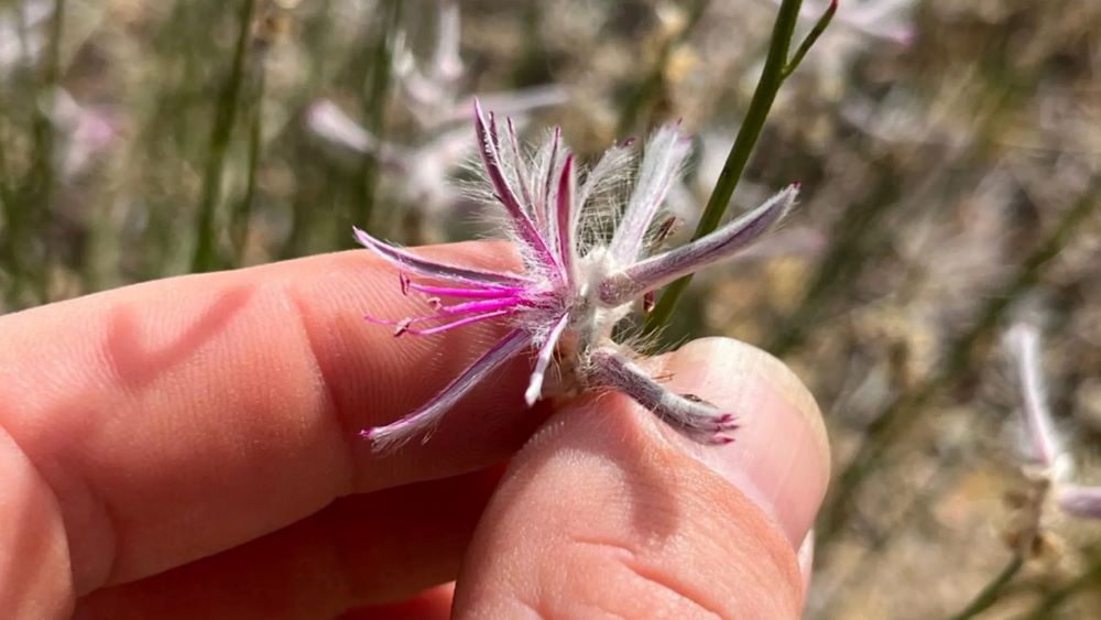 Rare plant thought extinct for nearly 60 years rediscovered