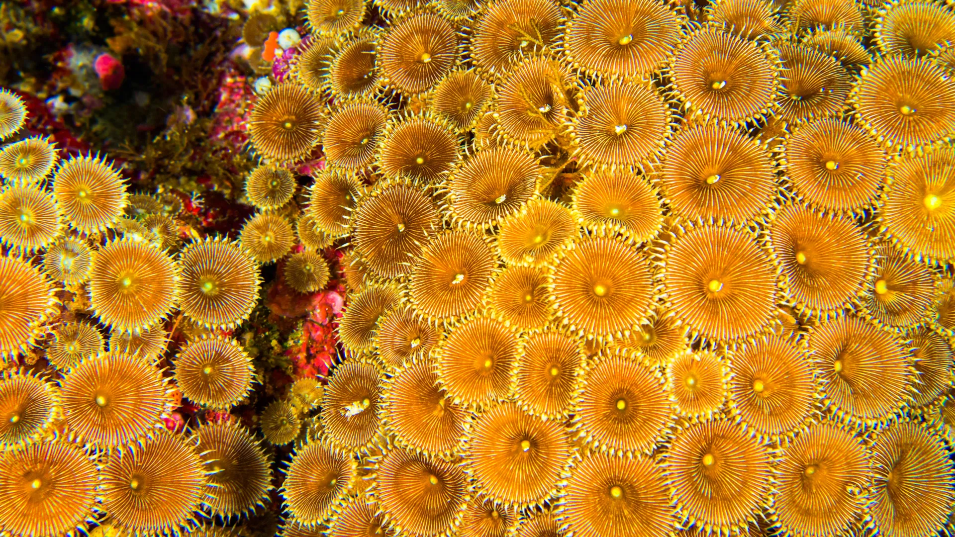 Study finds untapped medical potential in coral reef microorganisms