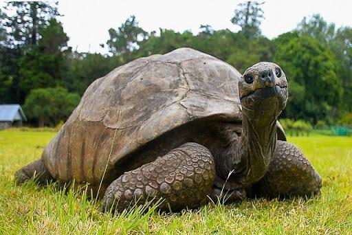 Tortoise Jonathan named Guinness World Records icon as oldest land animal at 194