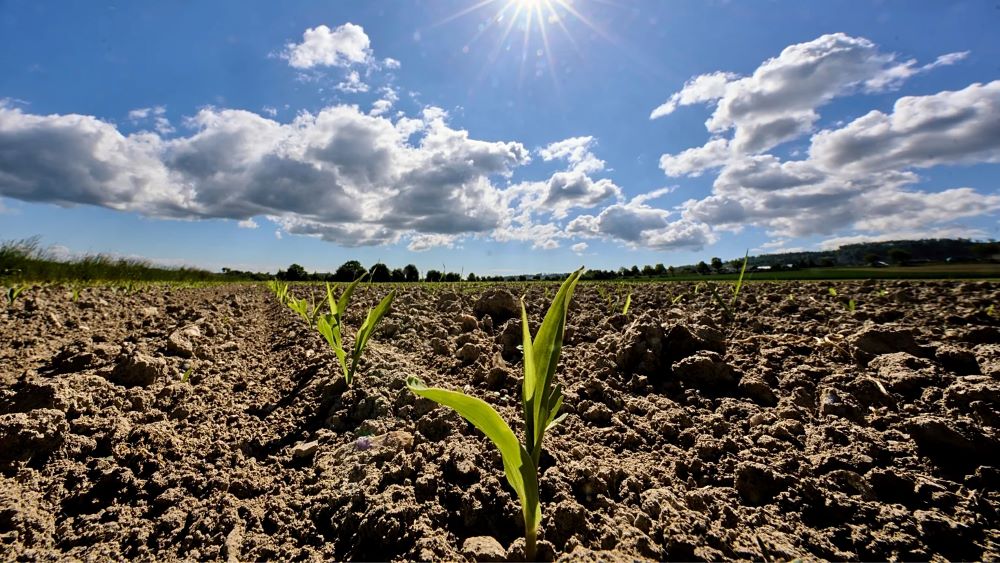 EU climate monitor reports second-warmest May globally