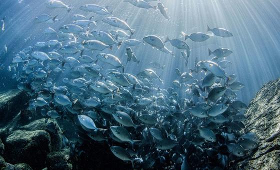 UN report calls for urgent global collaboration to protect marine ecosystems