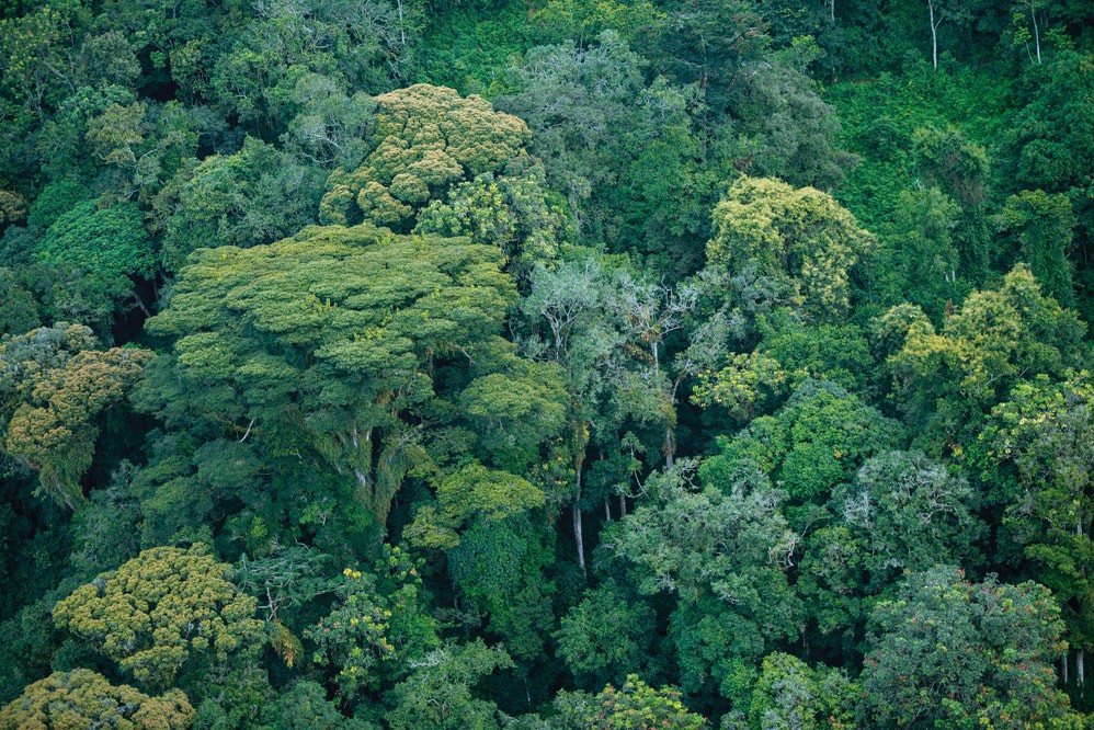 Pan-African forum endorses roadmap for biodiversity management