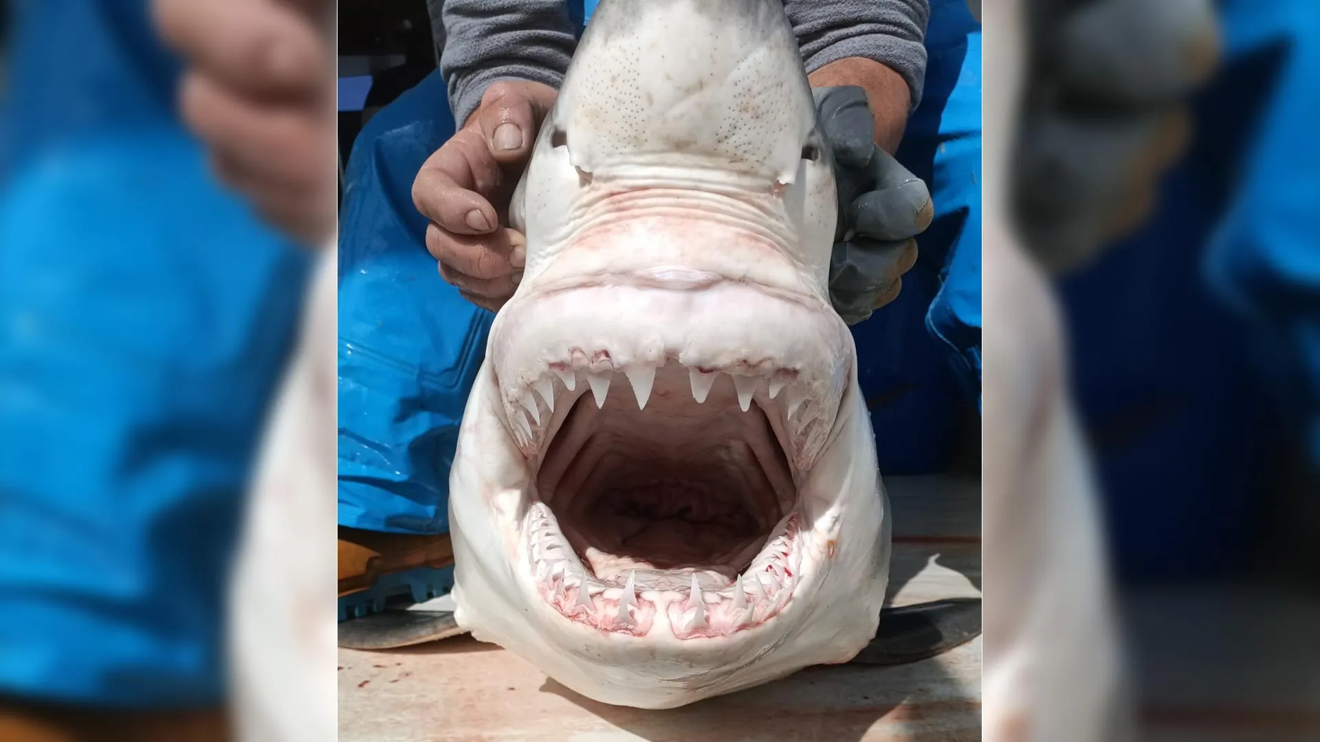 Rare juvenile great white shark revives long-standing mediterranean mystery