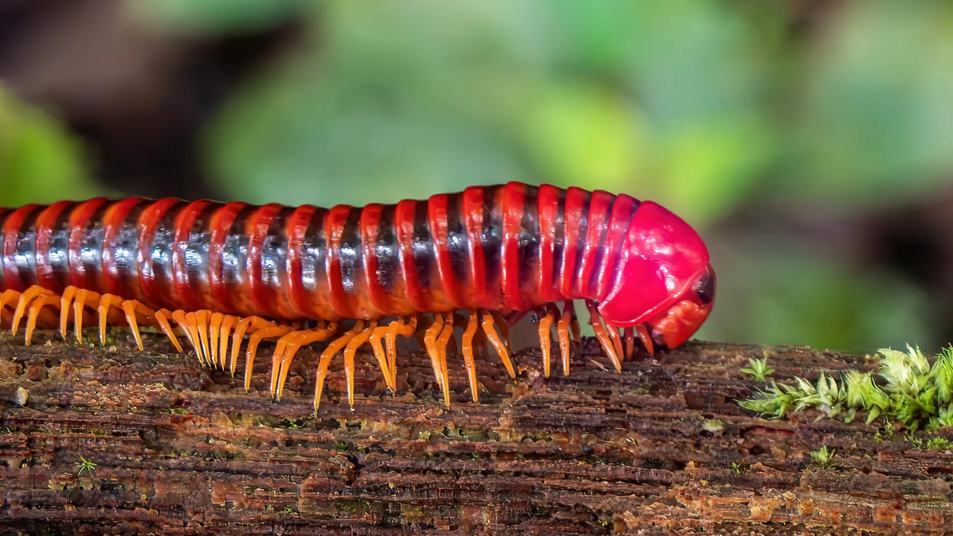 Study finds ancient millipedes lived on land 80 million years before vertebrates