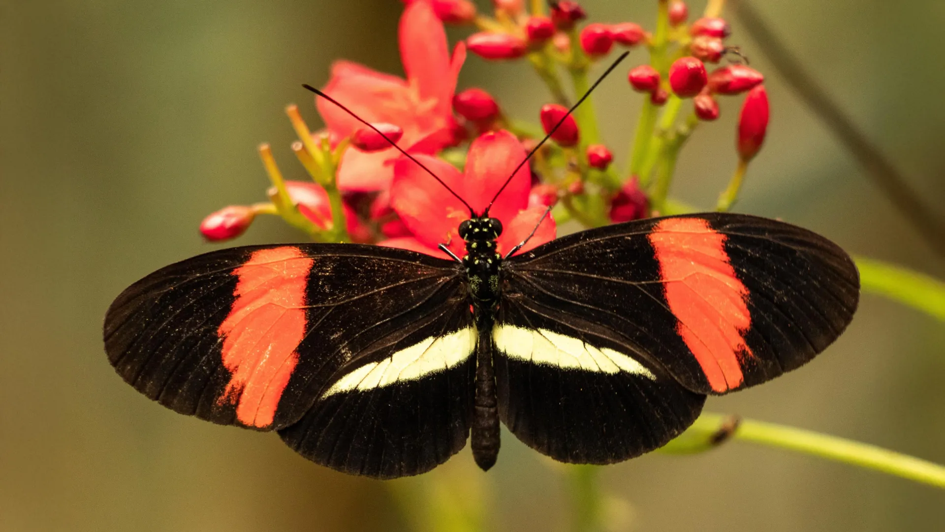 The butterflies that defy ageing: scientists uncover a remarkable longevity mystery