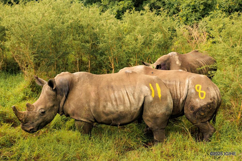 Akagera records first white rhino births a year after historic relocation