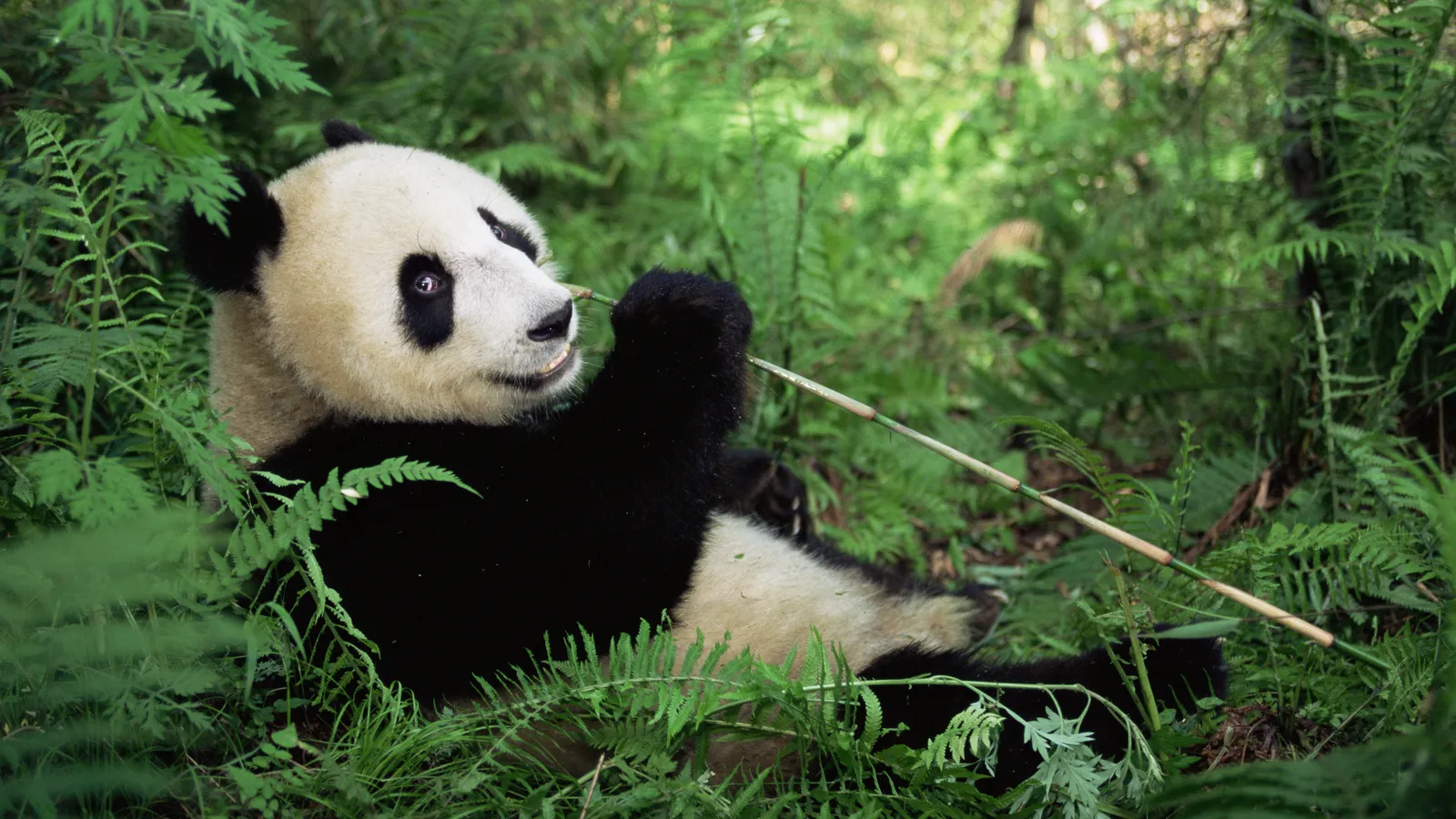 China’s gentle giant: The extraordinary survival of a global icon
