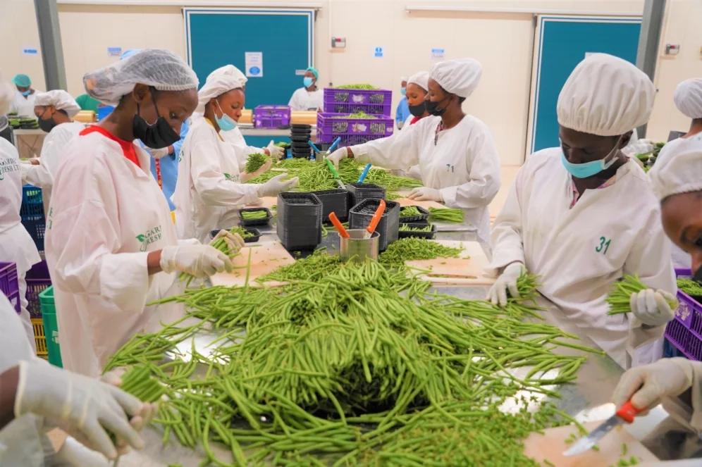 Rwanda earns over Rwf 11.8 billion from agricultural exports in five days