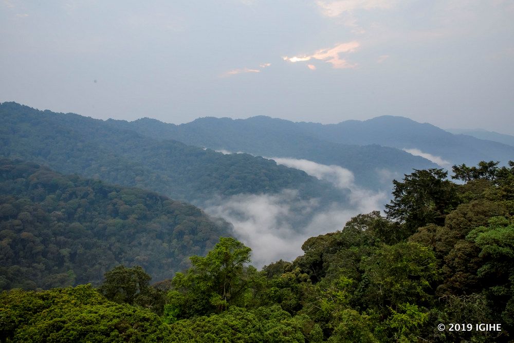 Over Rwf30 billion invested in Nyungwe National Park over five years