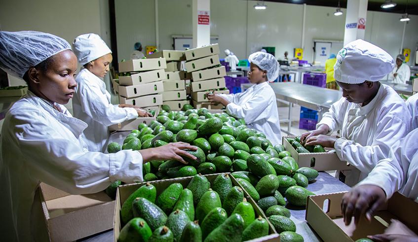 Rwanda’s agricultural exports hit record $1.1 billion