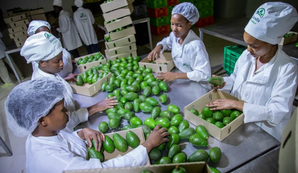 Rwanda earns Rwf 17.57 billion from agricultural exports