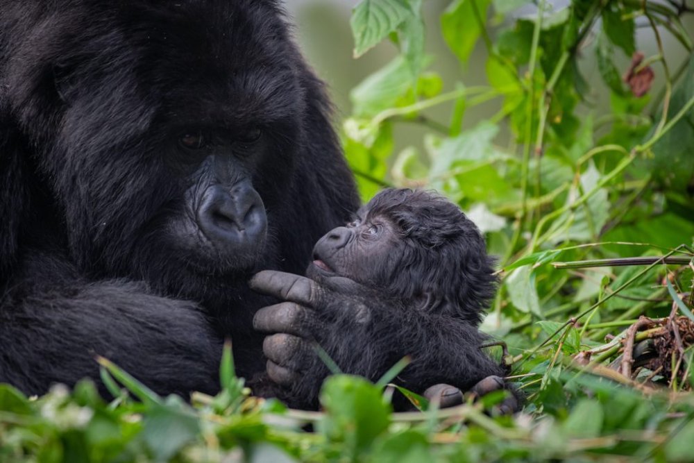 Rwanda to name 22 baby gorillas in 2026 Kwita Izina ceremony