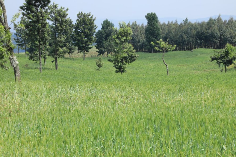 Rwanda has generated about $1.5 million (Rwf2.2 billion) from carbon credit sales