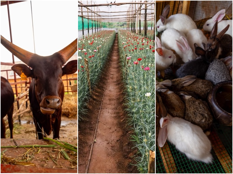 From China inspiration to Rwanda’s rising agritourism destination: Jarama Farm’s story
