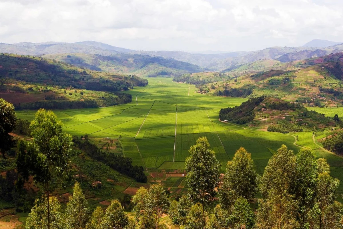Rwanda’s Sorwathe wins top award at North American tea competition