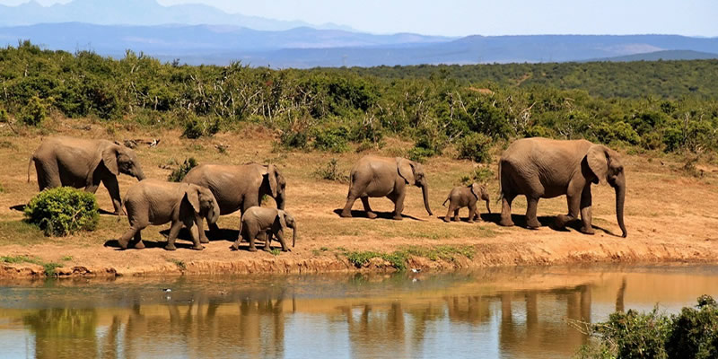 Akagera : de nouvelles identifications portent à 115 le nombre d’éléphants recensés