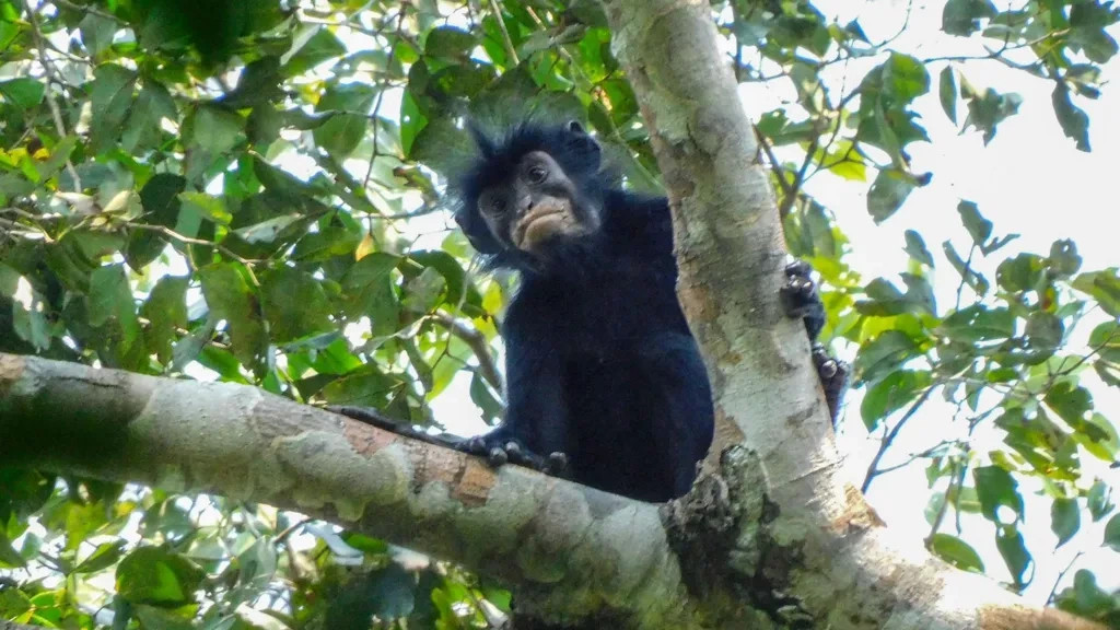 Un singe aux lèvres orange découvert en RDC