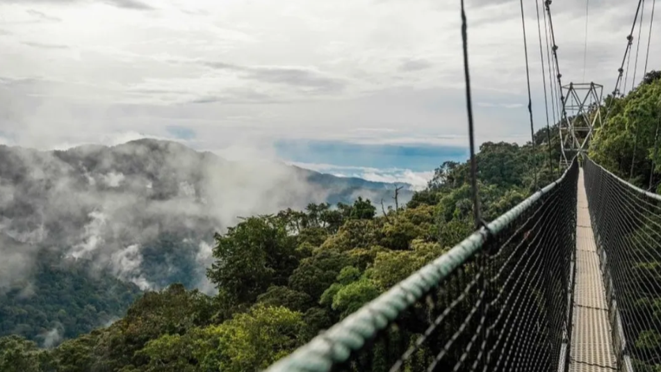 Plus de 30 milliards de FRW investis dans le parc national de Nyungwe en cinq ans