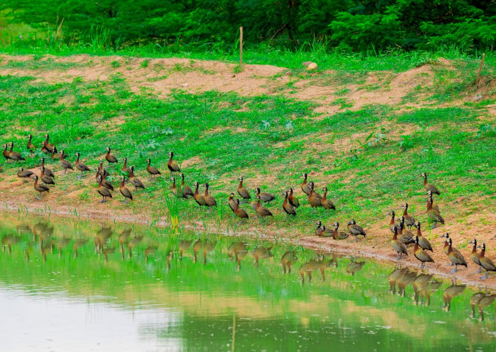 Les zones humides de Kigali retrouvent progressivement leur biodiversité
