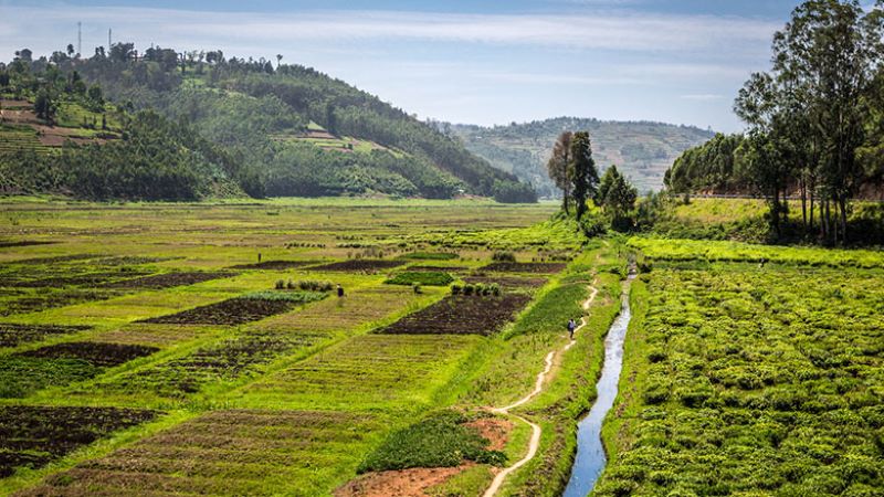 Saison 2027A : le Rwanda prévoit de cultiver 765 000 hectares