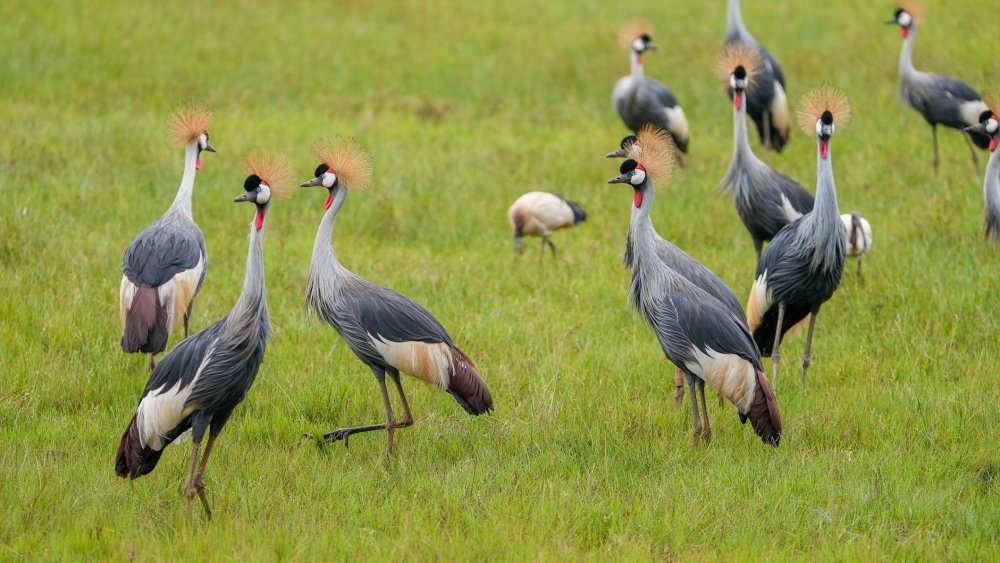 La population de grues couronnées a presque triplé en neuf ans au Rwanda