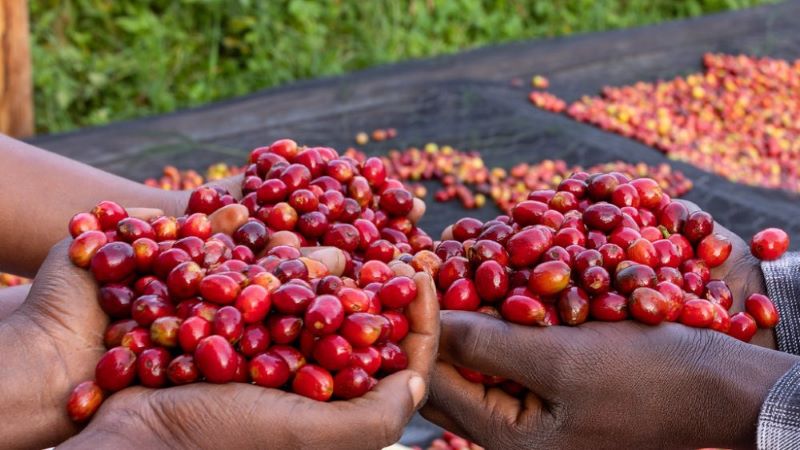 Les exportations agricoles et d’élevage dépassent 1,1 milliard de dollars