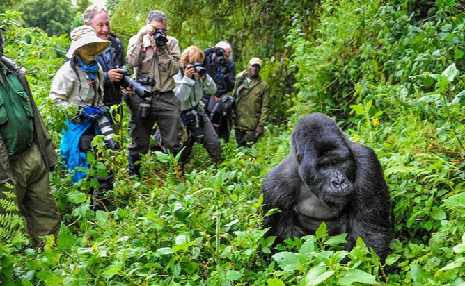 Comment le Rwanda a fait de la conservation des gorilles un succès touristique