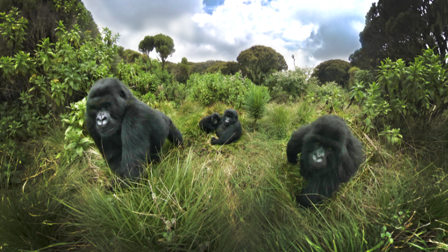 Les gorilles de montagne placent le Rwanda au sommet du tourisme animalier mondial