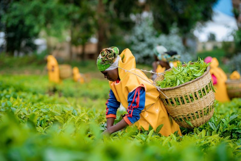 Le ‘FIDA’ annonce 200 millions $ pour l’adaptation climatique des agriculteurs au Rwanda et en Afrique de l’Est