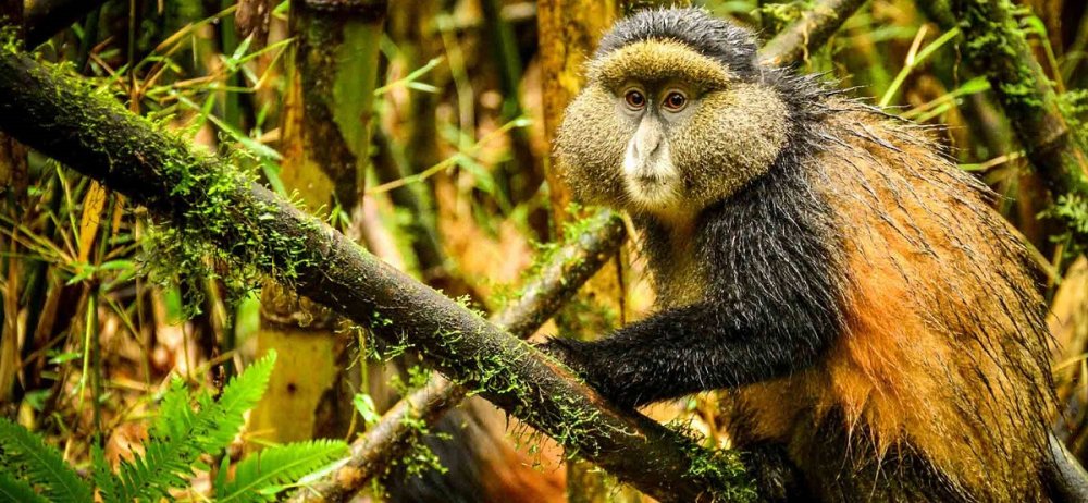 Le Parc national des Volcans, une biodiversité bien plus riche que les gorilles