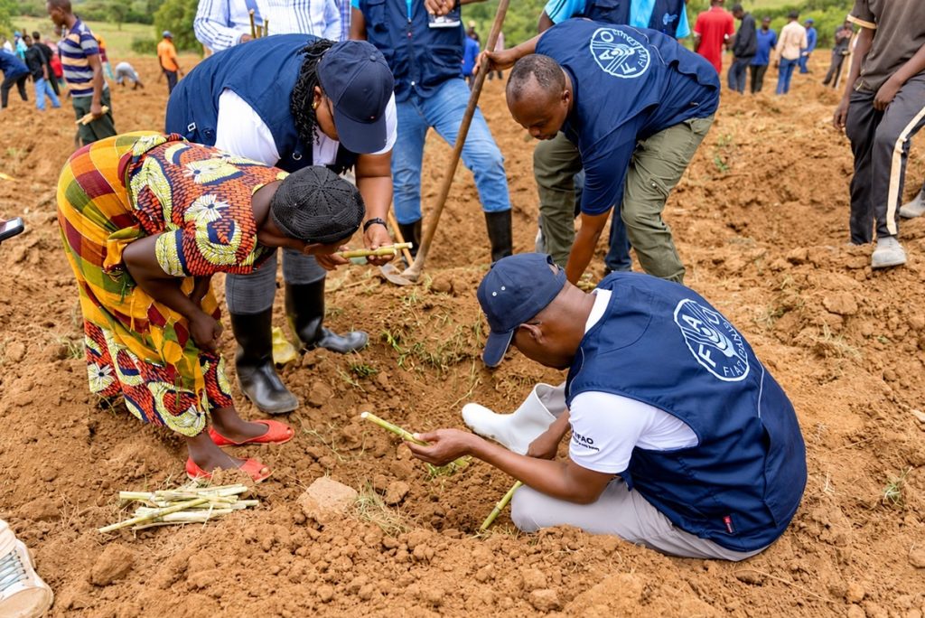 U Rwanda rwerekeje amaso ku rubingo rwo mu Bushinwa mu kongera umukamo